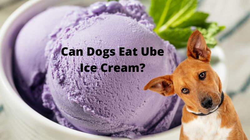 Can Dogs Eat Ube Ice Cream? Benefits And Risk- Doggie Food Items