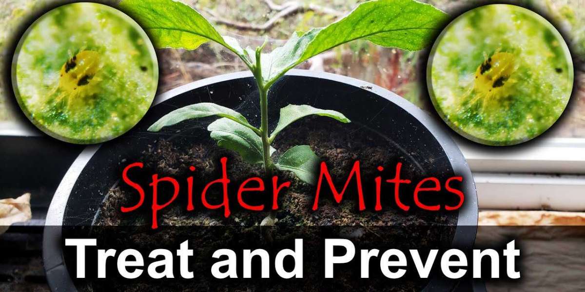 What are some natural methods to effectively eradicate spider mites from your plants without resorting to chemical pesti