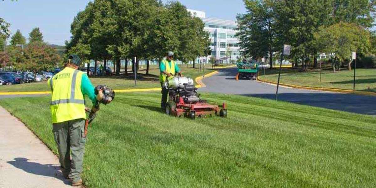 Maintain A Lush Lawn: Pro Tips from  Certified Landscape Contractor