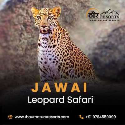 Best Jawai Leopard Safari Provider in Jawai Leopard Reserve Profile Picture