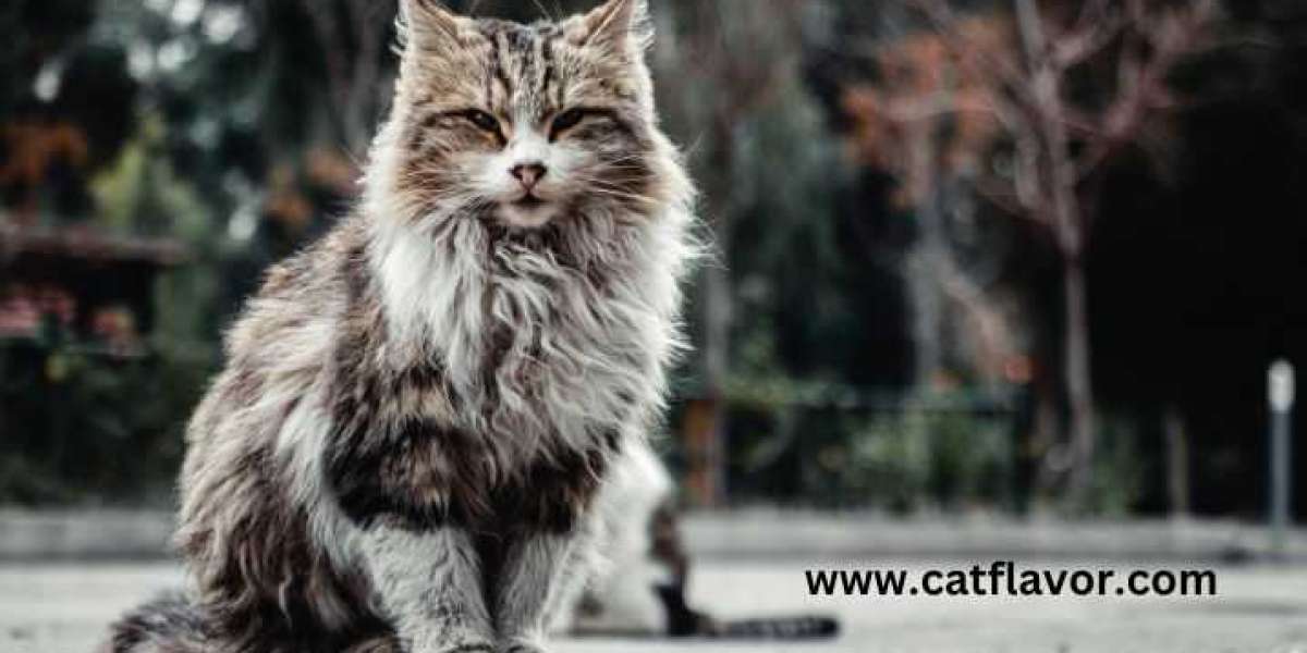 Choosing the Right Litter Box for Your Maine Coon Cat: A Comprehensive Guide