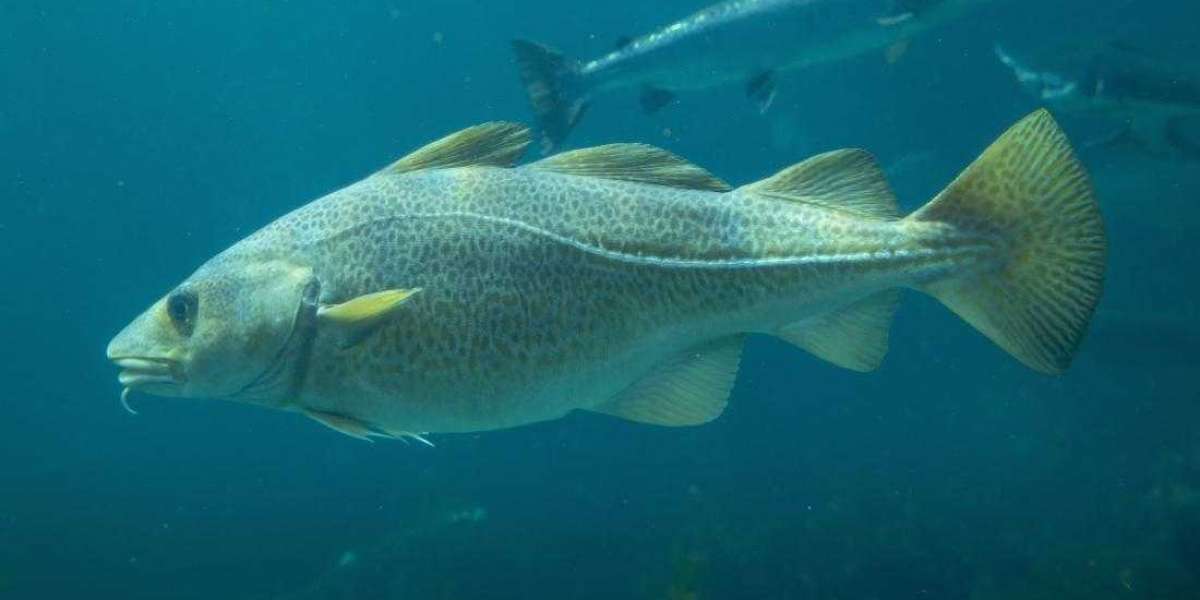 COD Market Report, Size, Share, Industry Analysis, Trends, Forecast 2024-2032