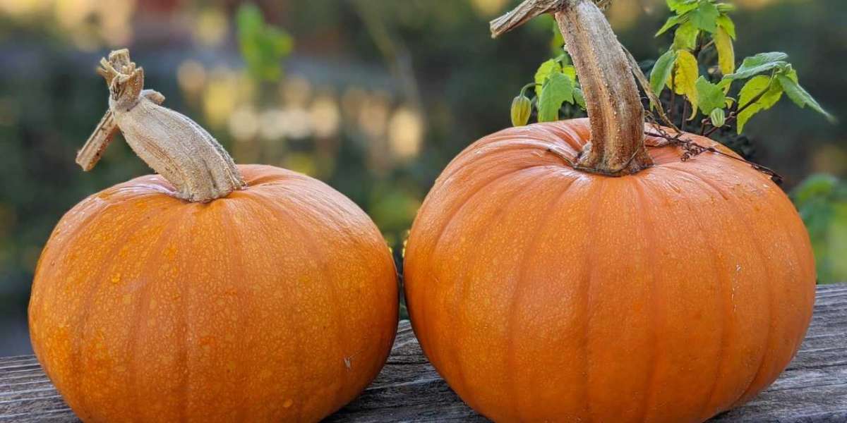 Pumpkin processing Plant Setup Report 2024, Unit Operations, Raw Material Requirements and Cost Involved