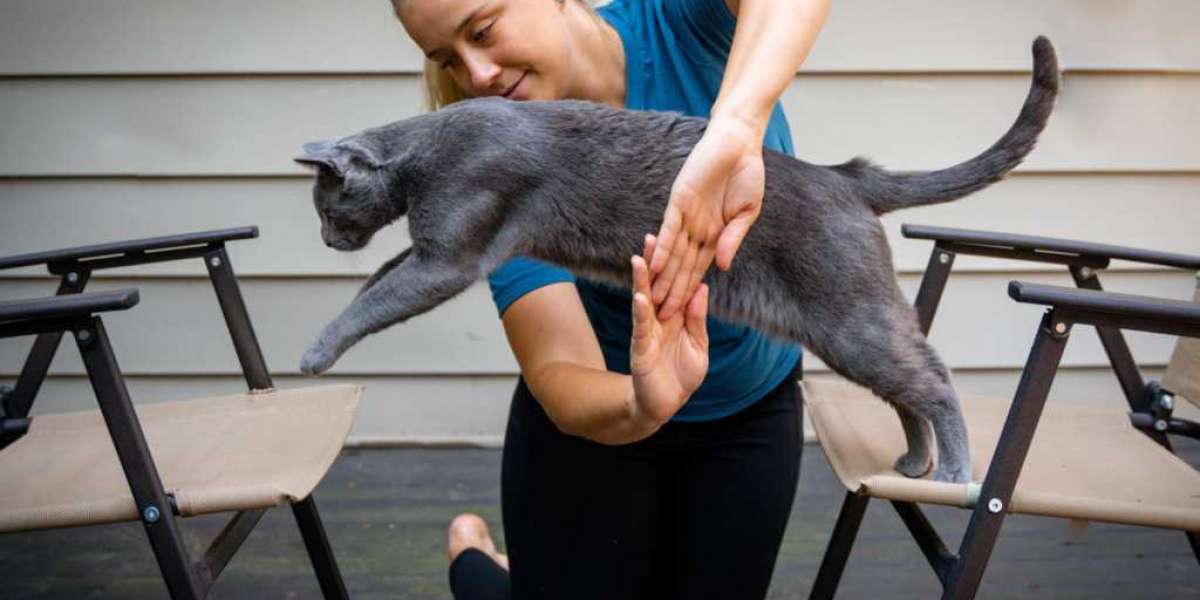 8 Essential Training Tips for Your Cat: An Amazing Guide