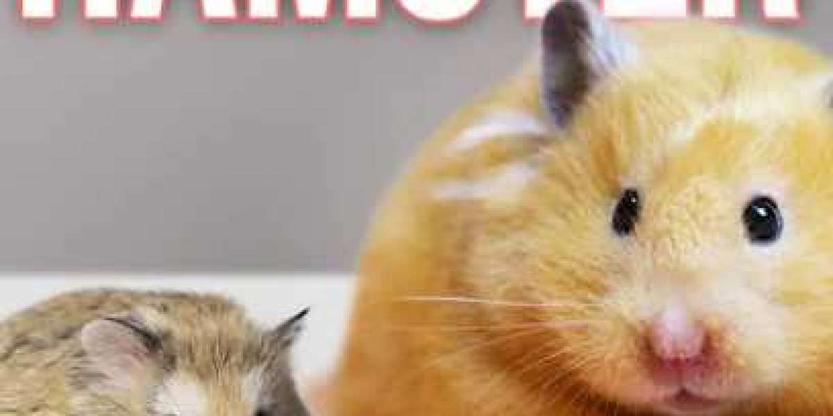 8 Fascinating Facts About Hamster Teeth Length