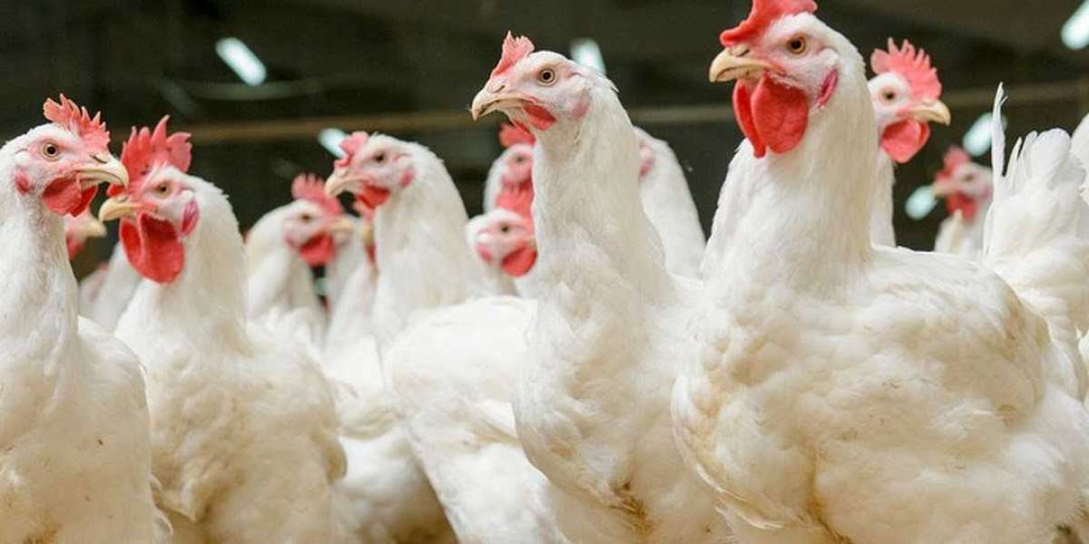 Comprehensive Guide to Qatar's Poultry Market (2024-2031)