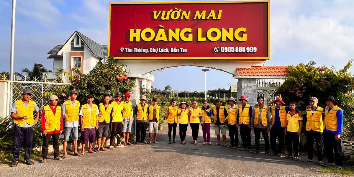 các loại MAI VÀNG hấp dẫn nhất Ở VIỆT NAM ngày nay