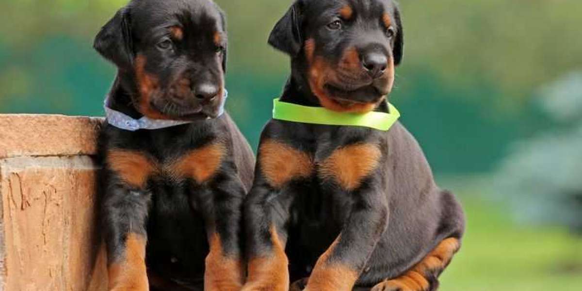 Doberman Puppies for Sale in USA: Best Practices for Adoption