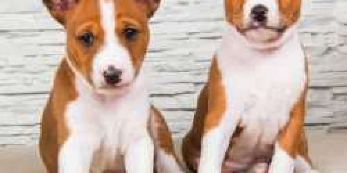 Discover Adorable Puppies for Sale in Ahmedabad with Asia Pets