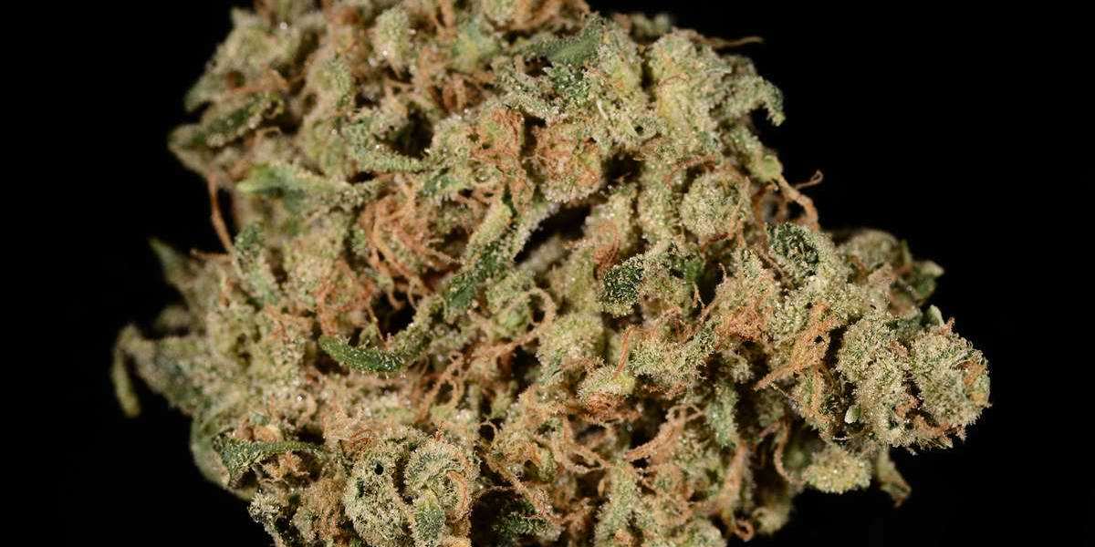 ILGM Autoflower Reviews: A Comprehensive Look at the Best Autoflowering Strains