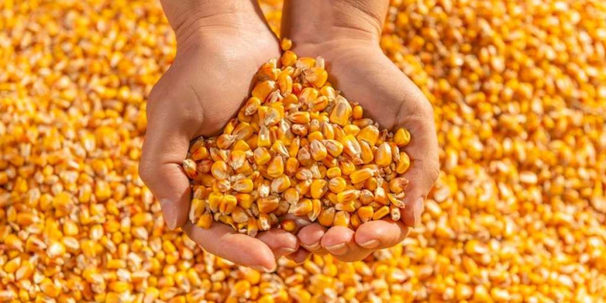 Maize Processing Plant Project Cost Report to Setting up an Unit | By IMARC Group