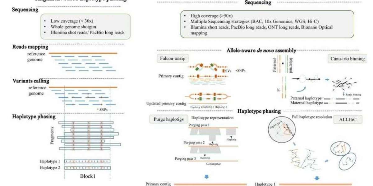 Long-read Sequencing for Haplotype Phasing