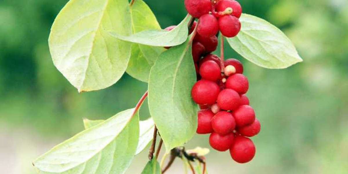 Schisandra Market Sales and Revenue, Types and Applications and Research Methodology by Forecast 2024-2031