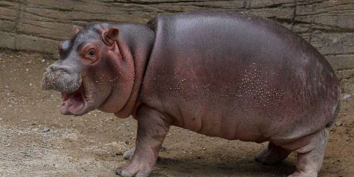 Meet Moo Deng: The Adorable Baby Hippo Stealing Hearts Online—Is She the Next Viral Sensation?