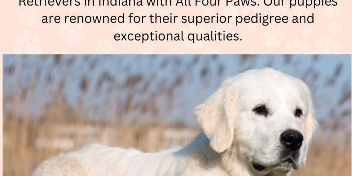 All Four Paws: Champion Breed Golden Retrievers and Puppies for Sale in the Midwest