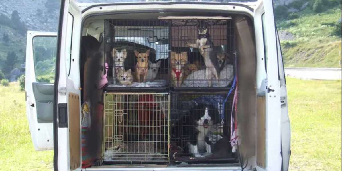 How To Ensure Stress-free Pet Transportation In Chicago?