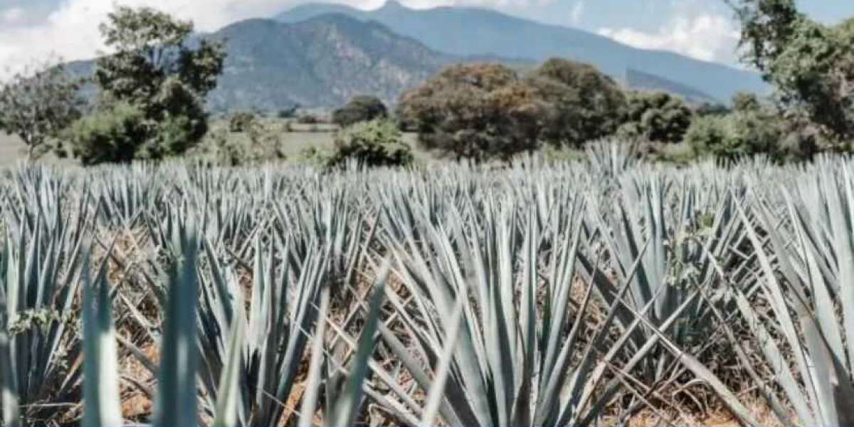 Tequila Manufacturing Plant Project Report 2024: Required Materials and Setup