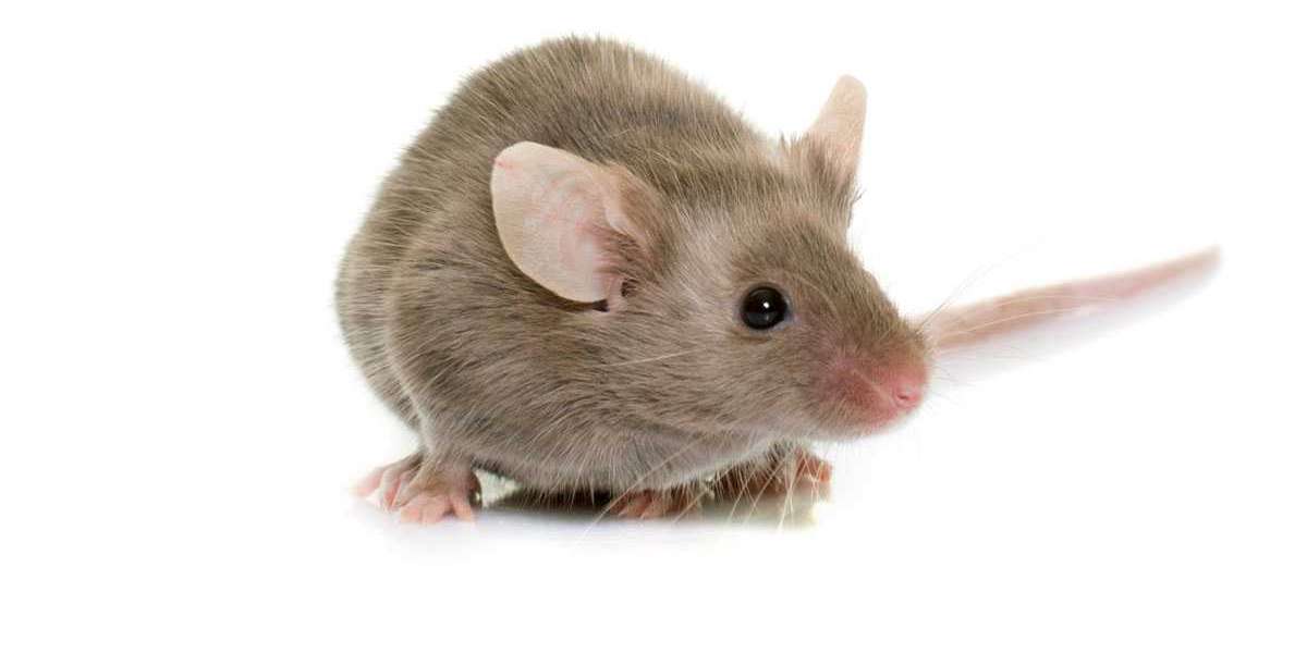 Rat Exterminator Services in the UK: Protecting Homes and Businesses