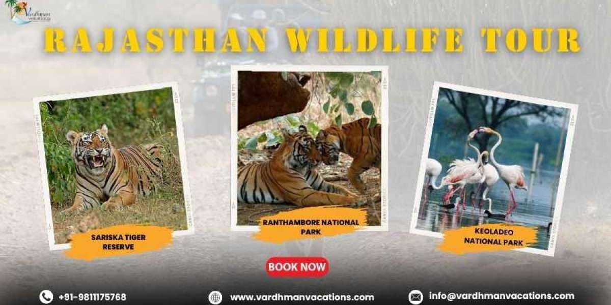 Rajasthan’s Untamed Beauty: A Guide to Wildlife Exploration