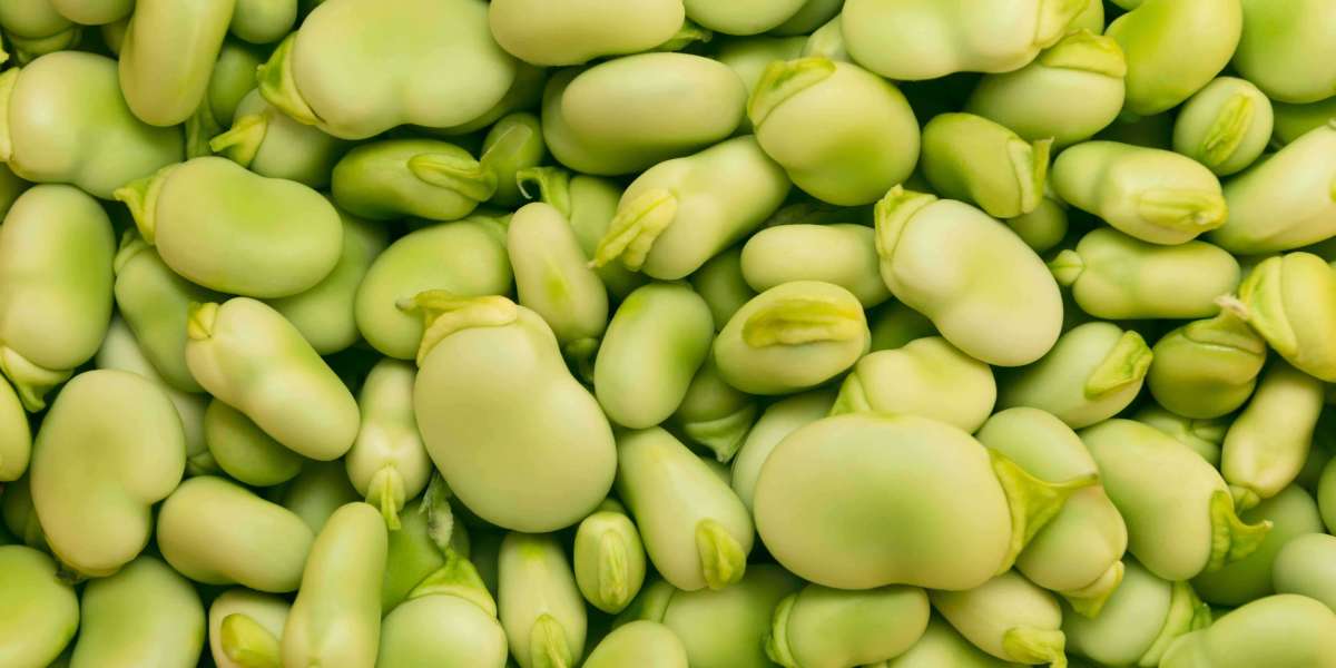 Detailed Project Report on Fava Bean Processing Plant: Business Plan and Requirements