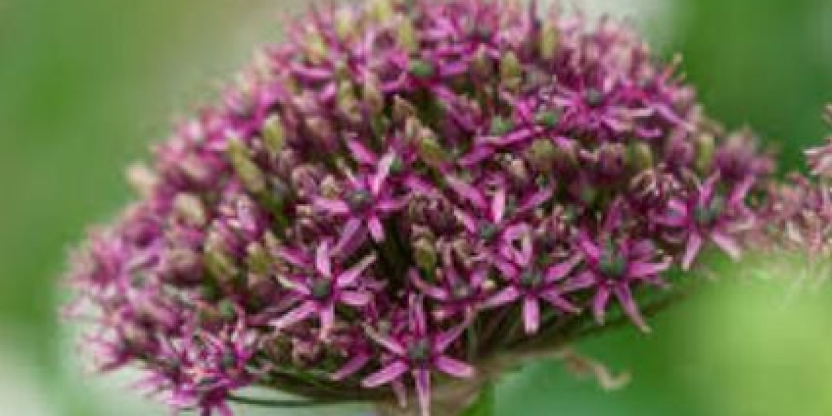 Atropurpureum Allium Bulbs – EVERGREEN