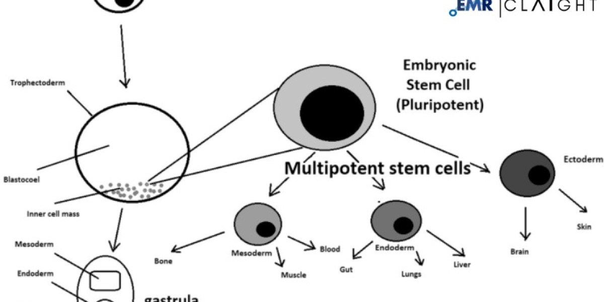 Europe Stem Cell Assay Market Report: Industry Size, Share & Outlook 2034