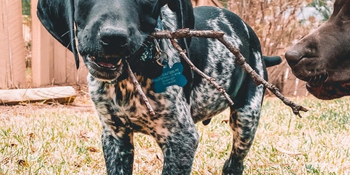 German Shorthaired Pointer Puppies in Georgia – Find Your Perfect Companion