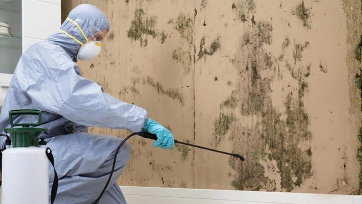 Exclusive Benefits of Hiring a Mould Removal Specialist For Your Premises - Software Support Member Article By Capital Restoration Cleaning