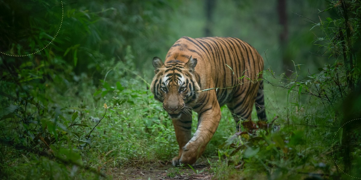 Just Tigers and Golden Triangle Tour