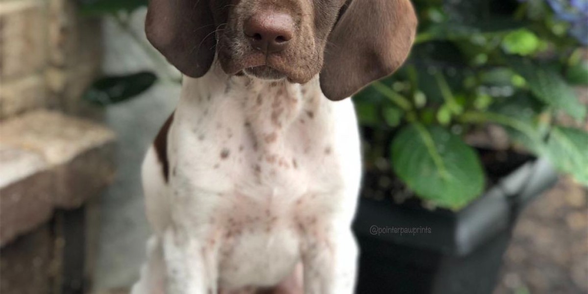 Find the Best German Shorthaired Pointer Breeders Near Me