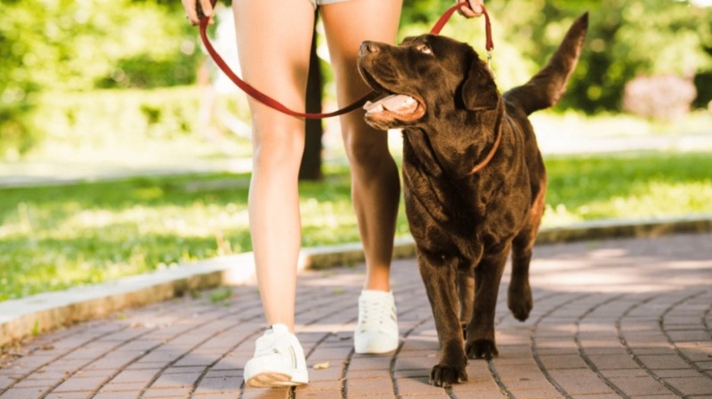 Loving Dog Care Services in North London for Your Furry Companion | Vipon