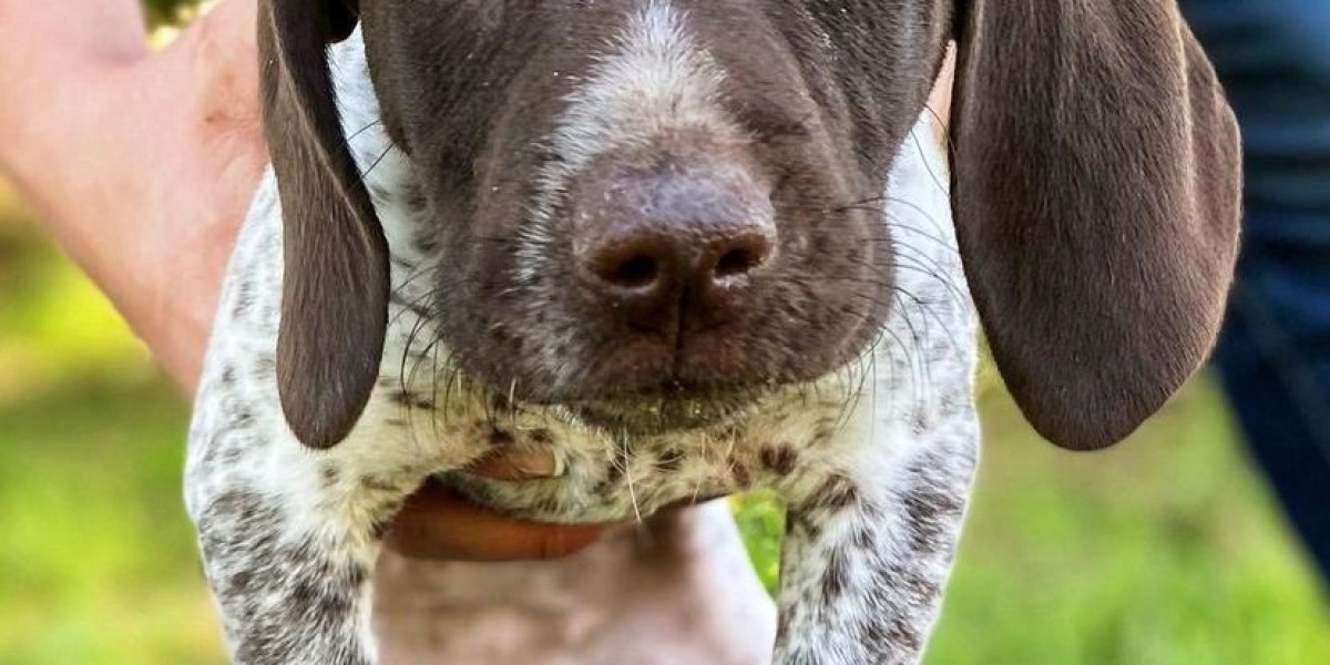 Find Healthy & Happy German Shorthaired Pointers Puppies for Sale Near Me in PA – German Shorthaired Pointers For Sa