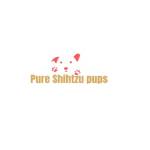 Pure Shih Tzu Pups Profile Picture