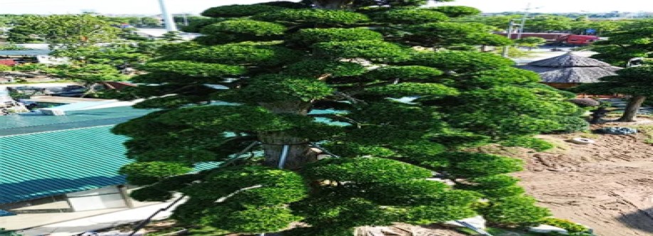 Chơi Cây Cảnh Cover Image