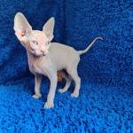 europets2025 Profile Picture