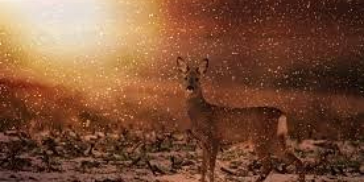 CasiGo Casino: Features That Make It a Leader in Online Gaming