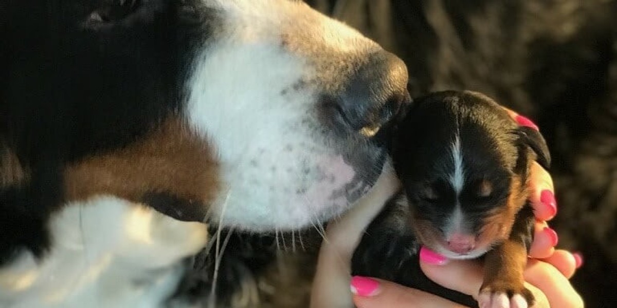 Preparing Your Home for a Mini Bernedoodle Puppy: Checklist