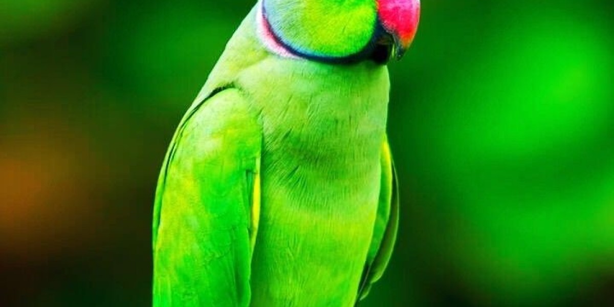 From Forest Trails to Coastal Wetlands: Best Spots for Birding Adventures